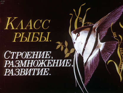 Класс рыбы