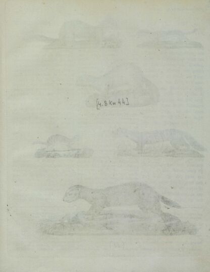 Детский музеум, или Собрание изображений животных, растений, цветов, плодов, минералов, одежд разных народов в свойственном их виде, древностей и других предметов, служащих для наставления и забавы юношества, составленное и гравированное по лучшим образцам, с кратким изъяснением соответственным понятию детей. Часть восьмая. [Книга сорок четвёртая]