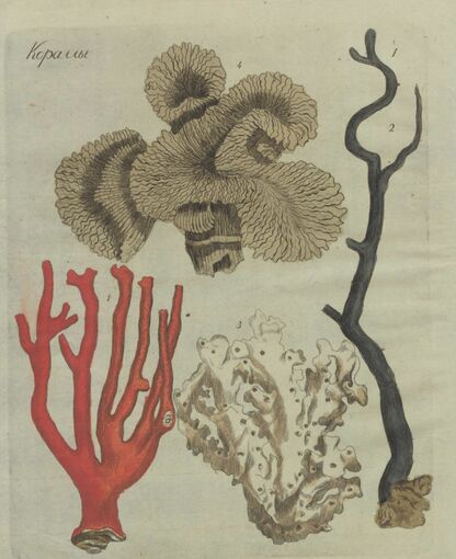 Детский музеум, или Собрание изображений животных, растений, цветов, плодов, минералов, одежд разных народов в свойственном их виде, древностей и других предметов, служащих для наставления и забавы юношества, составленное и гравированное по лучшим образцам, с кратким изъяснением соответственным понятию детей. Часть вторая. [Книга восьмая]