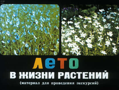 Лето в жизни растений