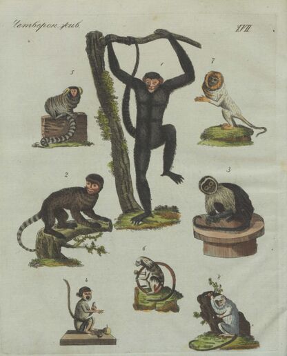 Детский музеум, или Собрание изображений животных, растений, цветов, плодов, минералов, одежд разных народов в свойственном их виде, древностей и других предметов, служащих для наставления и забавы юношества, составленное и гравированное по лучшим образцам, с кратким изъяснением соответственным понятию детей. Часть третья. [Книга шестнадцатая]