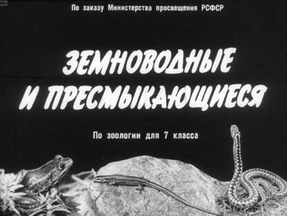 Земноводные и пресмыкающиеся