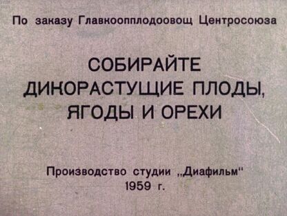 Собирайте дикорастущие плоды, ягоды и орехи