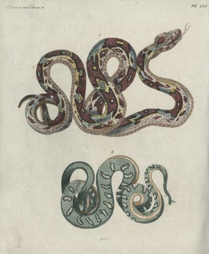 Детский музеум, или Собрание изображений животных, растений, цветов, плодов, минералов, одежд разных народов в свойственном их виде, древностей и других предметов, служащих для наставления и забавы юношества, составленное и гравированное по лучшим образцам, с кратким изъяснением соответственным понятию детей. Часть двенадцатая. [Книга шестьдесят седьмая]