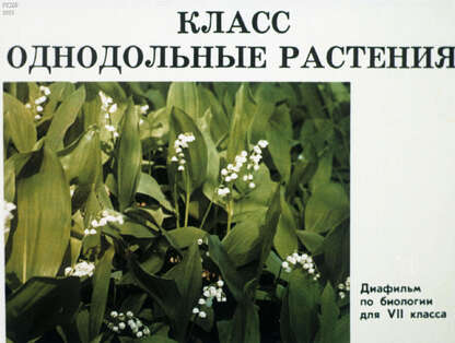 Класс однодольные растения
