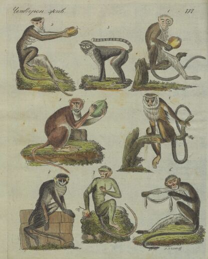 Детский музеум, или Собрание изображений животных, растений, цветов, плодов, минералов, одежд разных народов в свойственном их виде, древностей и других предметов, служащих для наставления и забавы юношества, составленное и гравированное по лучшим образцам, с кратким изъяснением соответственным понятию детей. Часть третья. [Книга пятнадцатая]