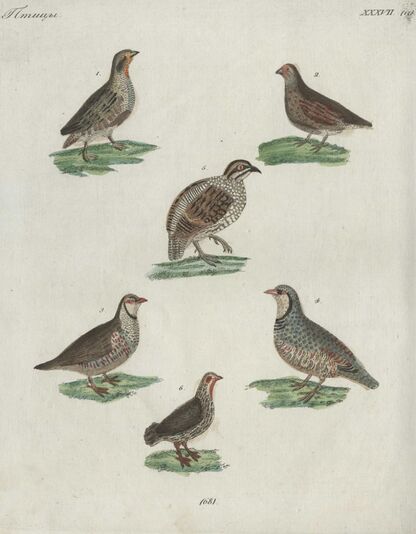 Детский музеум, или Собрание изображений животных, растений, цветов, плодов, минералов, одежд разных народов в свойственном их виде, древностей и других предметов, служащих для наставления и забавы юношества, составленное и гравированное по лучшим образцам, с кратким изъяснением соответственным понятию детей. Часть двенадцатая. [Книга шестьдесят восьмая]