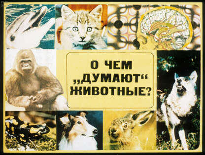 О чем думают животные
