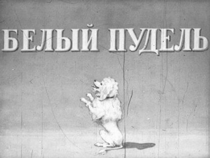 Белый пудель