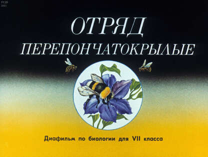 Отряд перепончатокрылые