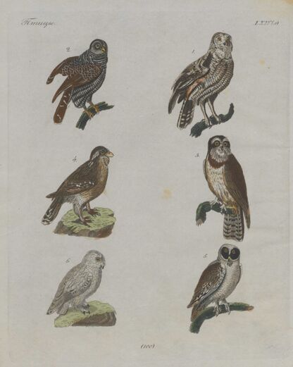 Детский музеум, или Собрание изображений животных, растений, цветов, плодов, минералов, одежд разных народов в свойственном их виде, древностей и других предметов, служащих для наставления и забавы юношества, составленное и гравированное по лучшим образцам, с кратким изъяснением соответственным понятию детей. Часть двенадцатая. [Книга семидесятая]