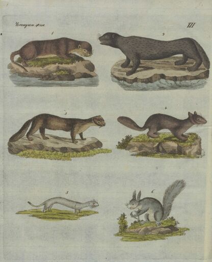 Детский музеум, или Собрание изображений животных, растений, цветов, плодов, минералов, одежд разных народов в свойственном их виде, древностей и других предметов, служащих для наставления и забавы юношества, составленное и гравированное по лучшим образцам, с кратким изъяснением соответственным понятию детей. Часть вторая. [Книга одинадцатая]