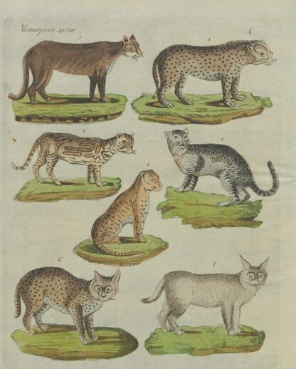 Детский музеум, или Собрание изображений животных, растений, цветов, плодов, минералов, одежд разных народов в свойственном их виде, древностей и других предметов, служащих для наставления и забавы юношества, составленное и гравированное по лучшим образцам, с кратким изъяснением соответственным понятию детей. Часть вторая. [Книга девятая]