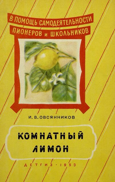 Комнатный лимон