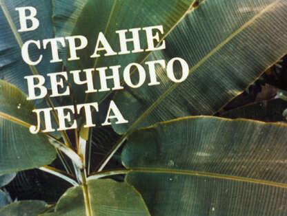 В стране вечного лета