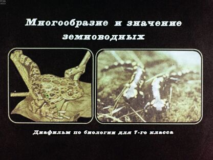 Многообразие и значение земноводных