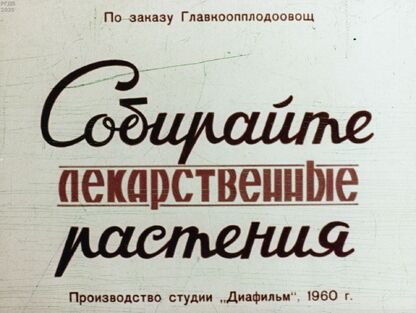 Собирайте лекарственные растения