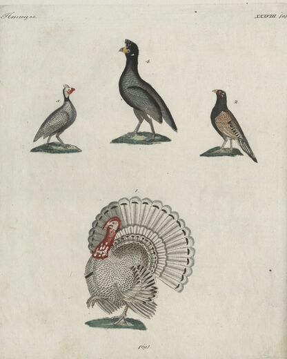 Детский музеум, или Собрание изображений животных, растений, цветов, плодов, минералов, одежд разных народов в свойственном их виде, древностей и других предметов, служащих для наставления и забавы юношества, составленное и гравированное по лучшим образцам, с кратким изъяснением соответственным понятию детей. Часть двенадцатая. [Книга шестьдесят девятая]