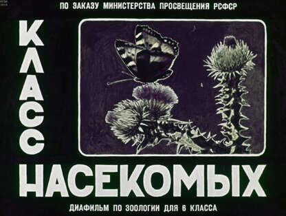 Класс насекомых