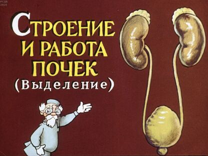 Строение и работа почек. (Выделение)