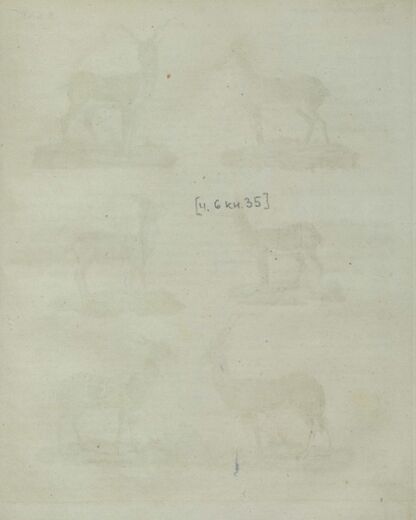 Детский музеум, или Собрание изображений животных, растений, цветов, плодов, минералов, одежд разных народов в свойственном их виде, древностей и других предметов, служащих для наставления и забавы юношества, составленное и гравированное по лучшим образцам, с кратким изъяснением соответственным понятию детей. Часть шестая. [Книга тридцать пятая]