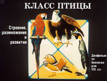 Класс птицы
