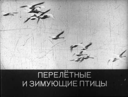 Перелетные и зимующие птицы
