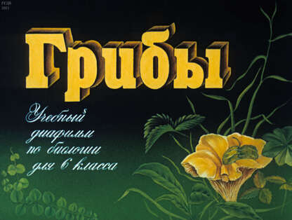 Грибы