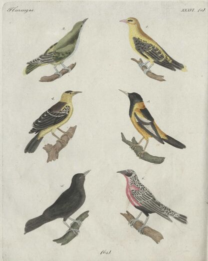 Детский музеум, или Собрание изображений животных, растений, цветов, плодов, минералов, одежд разных народов в свойственном их виде, древностей и других предметов, служащих для наставления и забавы юношества, составленное и гравированное по лучшим образцам, с кратким изъяснением соответственным понятию детей. Часть одиннадцатая. [Книга шестьдесят четвертая]