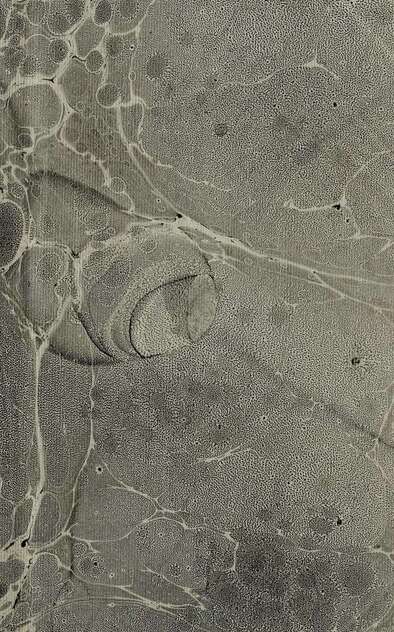 Сын гетмана