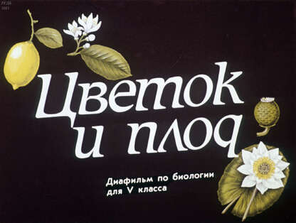 Цветок и плод