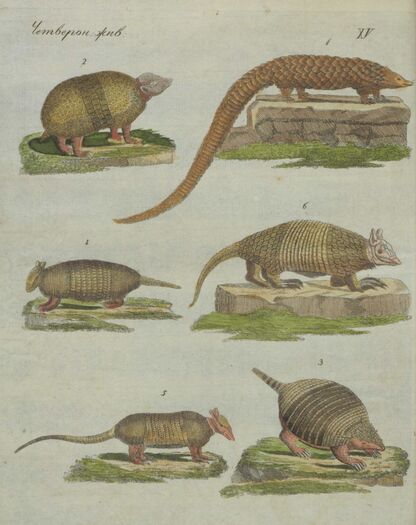 Детский музеум, или Собрание изображений животных, растений, цветов, плодов, минералов, одежд разных народов в свойственном их виде, древностей и других предметов, служащих для наставления и забавы юношества, составленное и гравированное по лучшим образцам, с кратким изъяснением соответственным понятию детей. Часть третья. [Книга четырнадцатая]