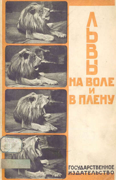 Львы на воле и в плену