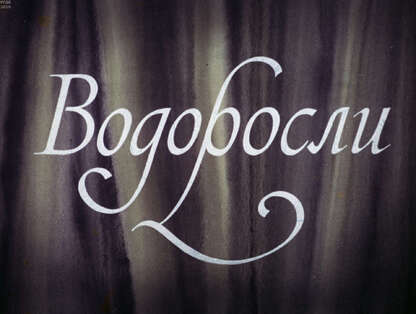 Водоросли