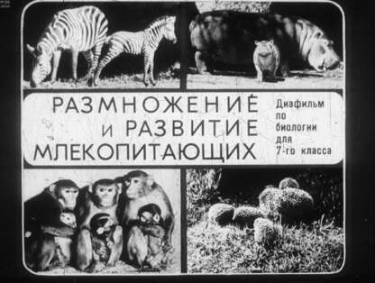 Размножение и  развитие млекопитающих